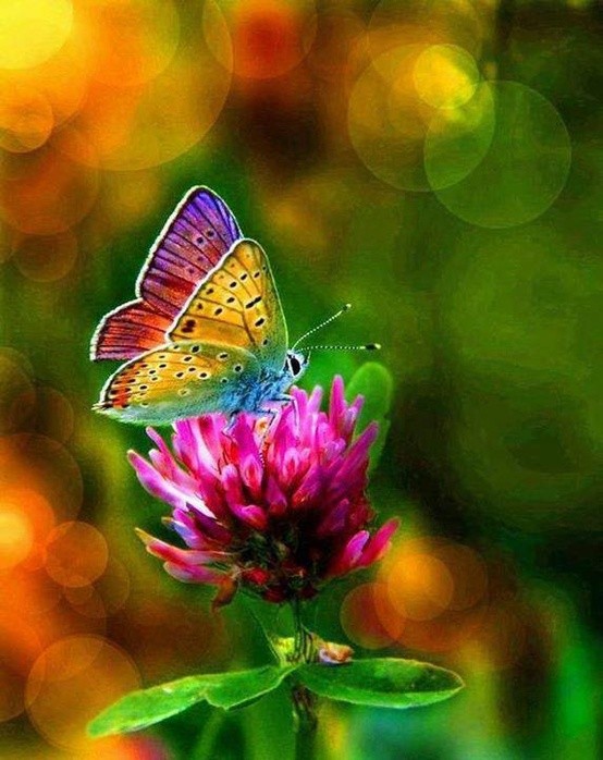 Photo:  Rainbow Butterfly